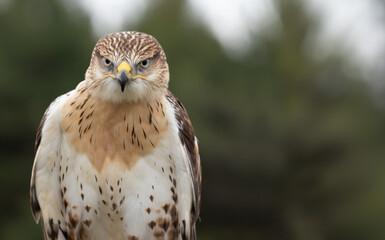 Ferruginous Hawk's Intense Gaze and Intricate Feathers on a Beautiful Blurred Canvas.  Wildlife Photography.