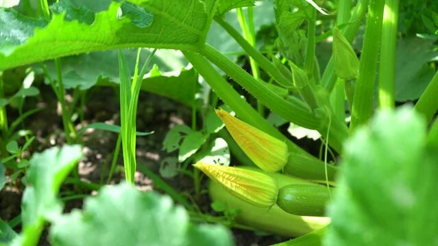 Green zucchini bushes with young fruits and yellow flower moving by the wind on bright summer day. Growing squash, vegetable marrow in garden beds. Farming outdoors. Gardening, agriculture. Close up.