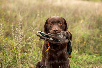 A beautiful chocolate brown labrador retriever holds a duck in its mouth on a summer green background. Hunting dogs.