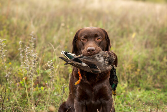 A beautiful chocolate brown labrador retriever holds a duck in its mouth on a summer green background. Hunting dogs.
