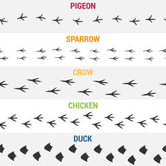 Bird tracks. Collection of vector footprints isolated on white. Seamlessly repeating bird footprints (duck, chicken, crow, sparrow, pigeon) for natural design.