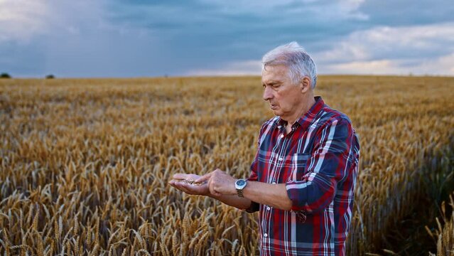 Adult male farmer focused on the grains on his palm. Man checks the ripeness of corn picked in the field and blows on them to get rid of chaff.