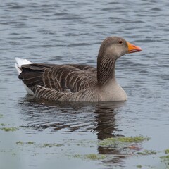 Fototapeta premium Greylag goose swimming on a freshwater reservoir