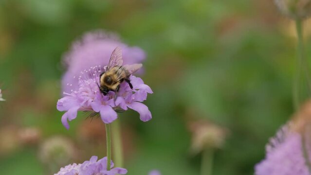 Bee walking on and collecting nectar from scabiosa flower
