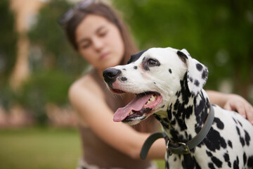 a young girl treats a Dalmatian dog in the park. dog training concept