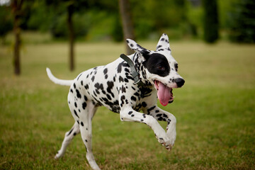 portrait of a Dalmatian dog runs through the green grass in the park, running dog