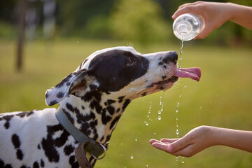 The dog drinks water from a plastic bottle. Pet owner taking care of his dalmatian on a hot sunny...