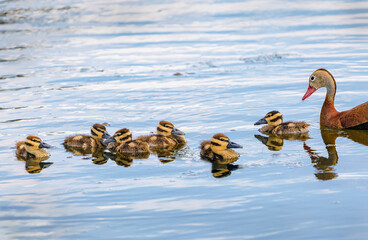 Black-Bellied whistling Duck with ducklings