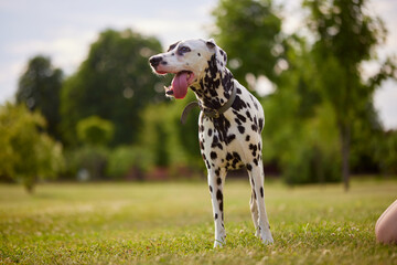 portrait of a Dalmatian dog in the park on a sunny day. dog care concept