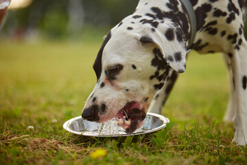 Dalmatian dog drinks water from a metal bowl, animal care
