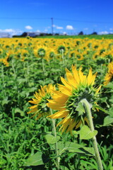 向日葵の後ろ側から眺める景色