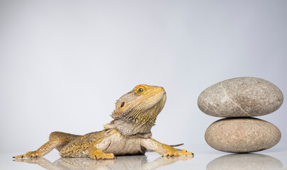 bearded dragon lizard with zen stones isolated close-up
