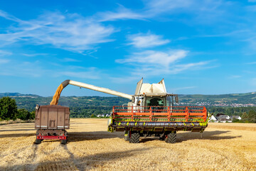 Fototapeta premium Grain harvesting combine in summer at corn field
