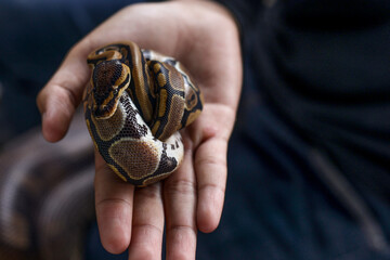 The Royal baby python (Python regius), also called the ball python lying twisted on a human hand