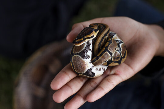 The Royal baby python (Python regius), also called the ball python lying twisted on a human hand