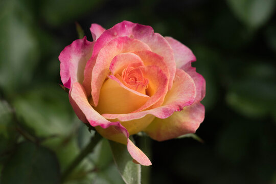 Closeup image of a tea rose.