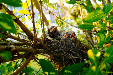 Baby Birds in nest