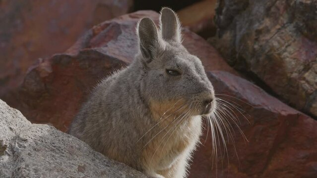 Closeup of a viscacha on a rock in the Peruvian Andes