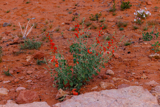 Desert globemallow (Sphaeralcea ambigua) also known as apricot mallow in Arizona during spring
