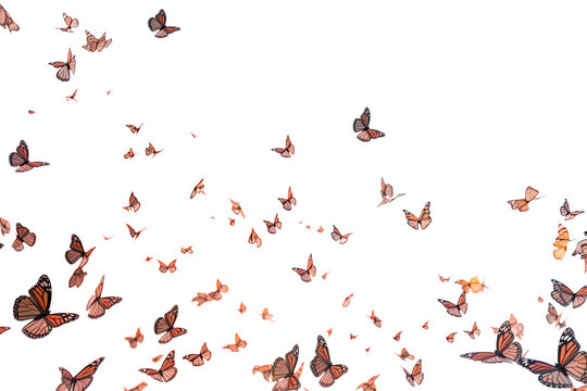 monarch butterfly migration, a cloud of butterflies, abstract shape isolated on a transparent background, generative ai
