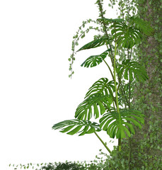 Arrangement of tropical plants in rainforest image 4 of tropical series