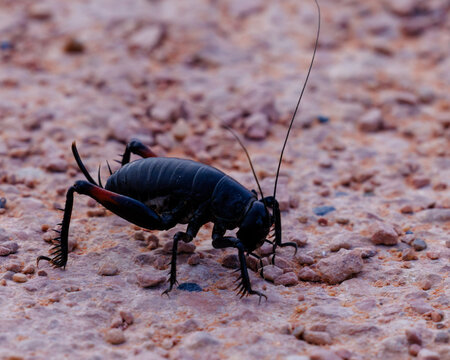 Tanner's black camel cricket (Utabaenetes tanneri) in northern Arizona during spring. Selective focus, background blur and foreground blur.
