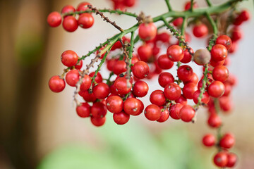 Cluster of many ripe fruits of the Ruffled Fan Palm