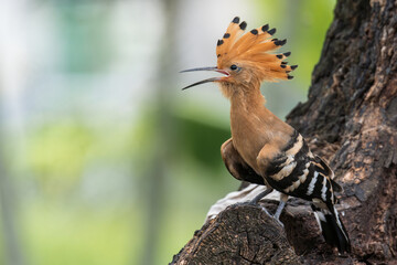 Beautiful bird.Common Hoopoe(Upupa epops) exciting standing on wooden branch over green bokeh...
