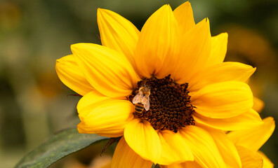 Honey Bee Gathering Pollen from Small Sunflower