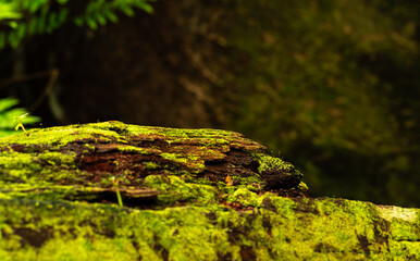 Tree with Moss Natural Product Placement Display Fresh Spring Summer Rainforest Concept Select...