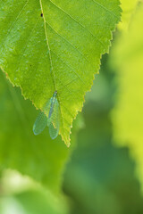 Green dragonfly on a green leaf of a birch tree