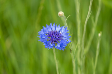 Scenic Nature Landscape of a Park