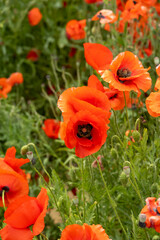 Scenic Nature Landscape of a Park