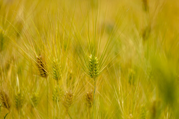 Obraz premium Scenic Nature Landscape of a Park