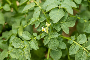 Scenic Nature Landscape of a Park