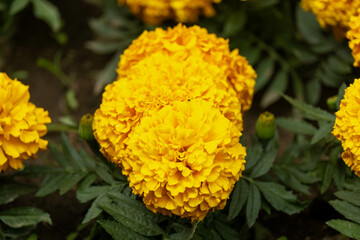 Scenic Nature Landscape of a Park