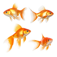 Animals gold fishes pets aquarium freshwater fish banner panorama long - Collection of goldfish (cyprinidae) swimming, isolated on white background, (Generative Ai)