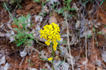 Western wallflower (Erysimum capitatum) taken in Zion National Park during spring