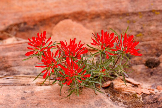 Castilleja angustifolia wildflower, also known as northwestern Indian paintbrush and desert Indian paintbrush during spring in Utah. Selective focus, background blur and foreground blur.
