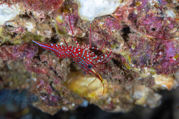 A close up view of the colorful red shrimp with white spots