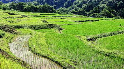 夏の寺坂棚田