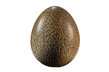 Emu egg. isolated object, transparent background