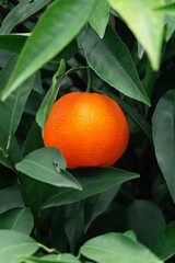 Orange Fruit in an Orange Tree