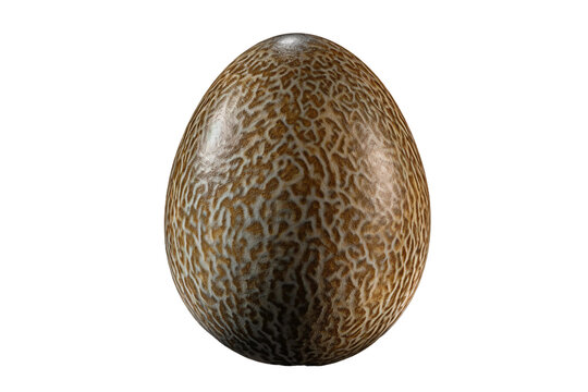 Emu egg. isolated object, transparent background