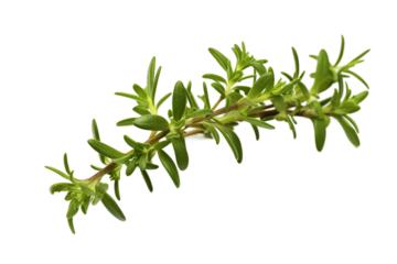 Fresh thyme. isolated object, transparent background