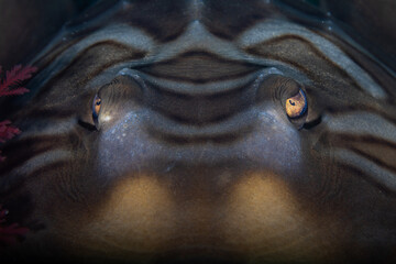 Thornback guitarfish or banjo shark looking direct at the viewer. The menacing look of the...