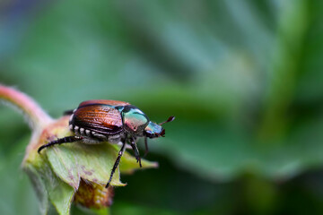Closeup macro of Japanese beetle sitting on a plant in a garden