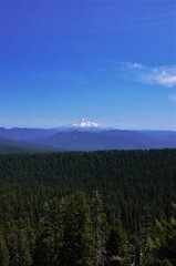 View of Mt Hood under a clear blue sky with a massive pine woodland in the foreground. 