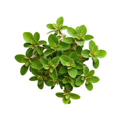 Marjoram herb. isolated object, transparent background