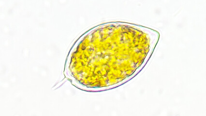 Freshwater phytoplankton from pond, Prorocentrum sp. Live cell. Stacked photo